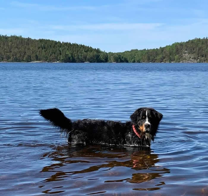 Bildet kan inneholde: hund, utendørs, vann og natur