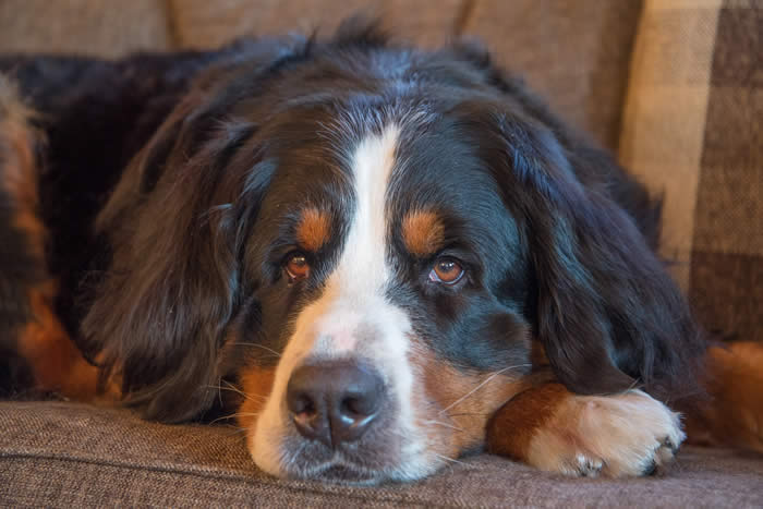 Bildet kan inneholde: hund