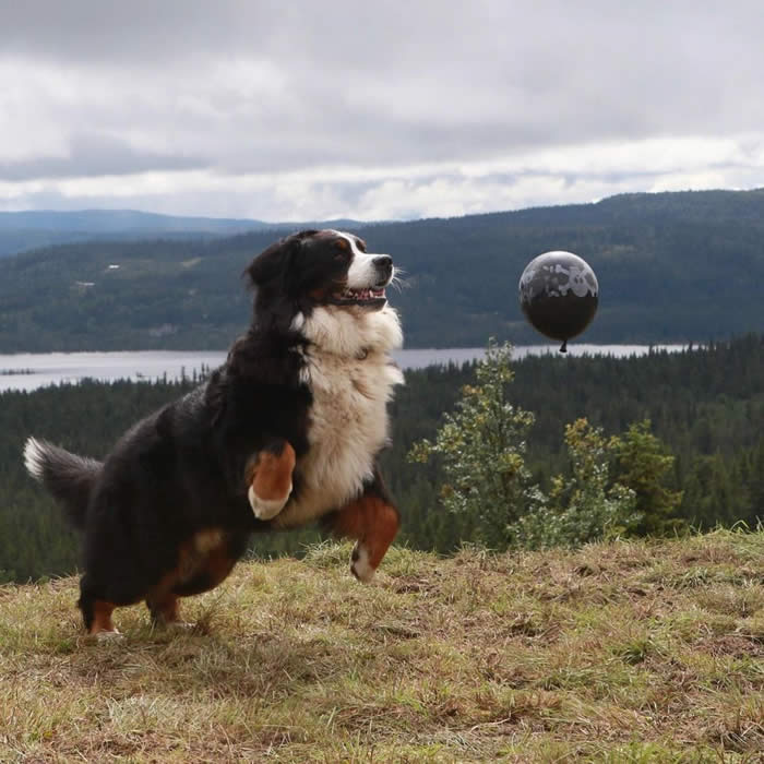 Bildet kan inneholde: hund, himmel, utendørs og natur