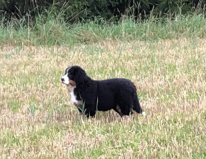 Bildet kan inneholde: hund, utendørs og natur