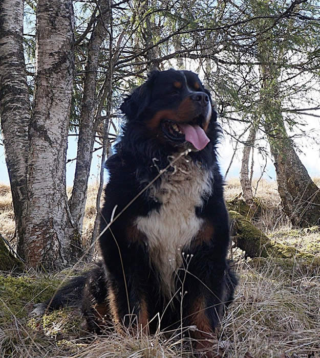 Toril Brynestad sitt bilde.