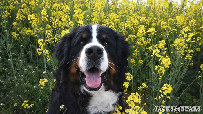 Kan være et bilde av blomst og natur