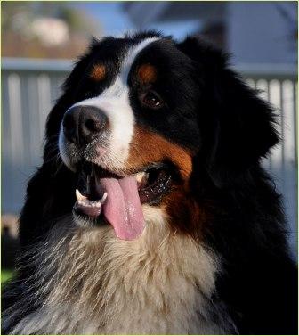 Flonase commercial shop bernese mountain dog