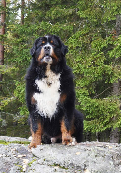 Toril Brynestad sitt bilde.