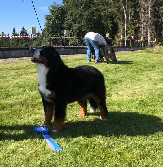 Kan være et bilde av hund og utendørs