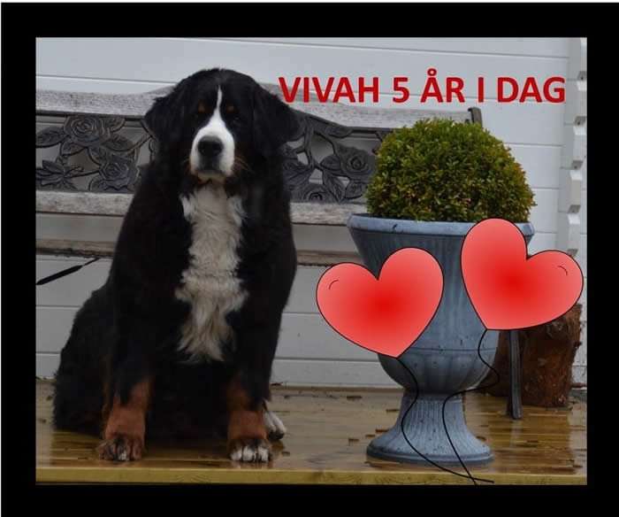 Kan være et bilde av hund, utendørs og tekst