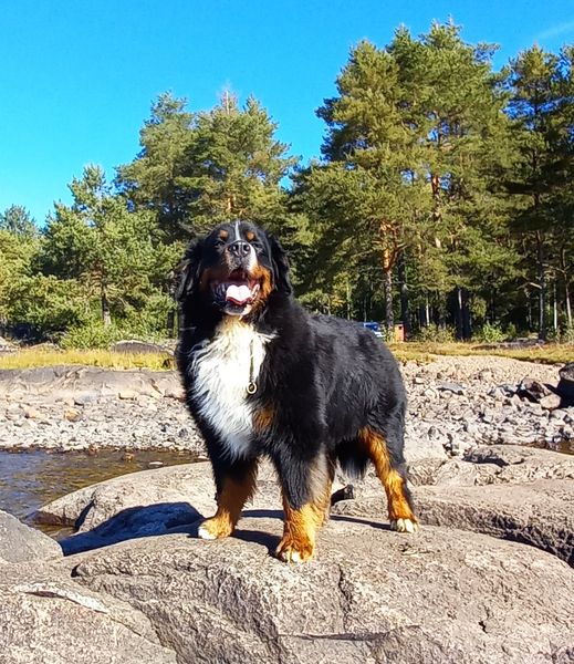 Kan være et bilde av hund og natur