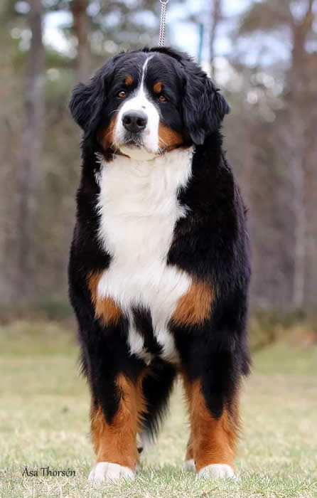 Kan være et bilde av hund, utendørs og tekst som sier 'Asa Thorsén'