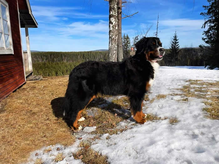 Kan være et bilde av hund og natur