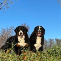 Kan være et bilde av hund, natur og gress