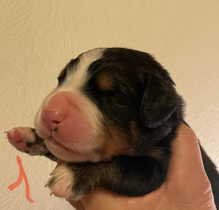 Kan være et bilde av Entlebucher sennenhund