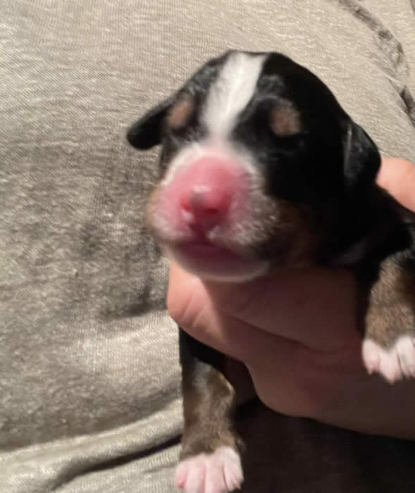 Kan være et bilde av Entlebucher sennenhund