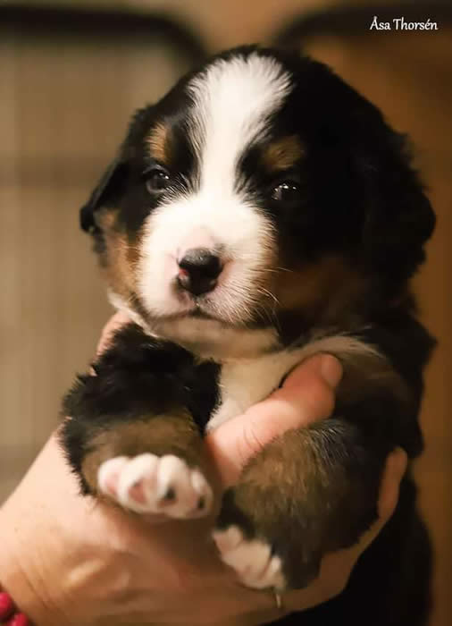 Kan være et bilde av hund