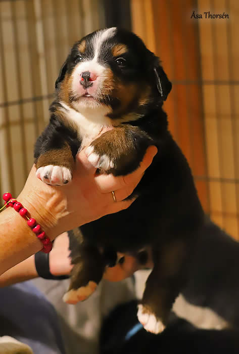 Kan være et bilde av Entlebucher sennenhund