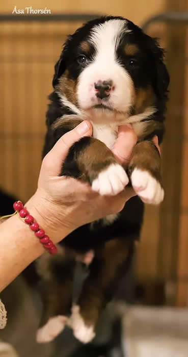 Kan være et bilde av hund