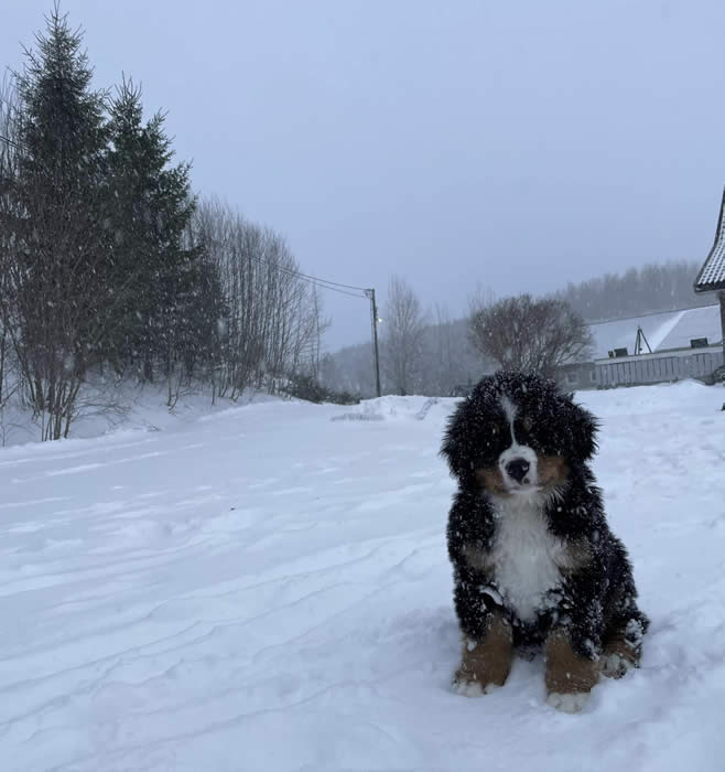 Kan være et bilde av hund og utendørs