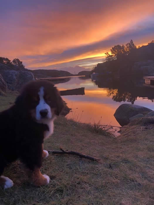 Kan være et bilde av hund og natur