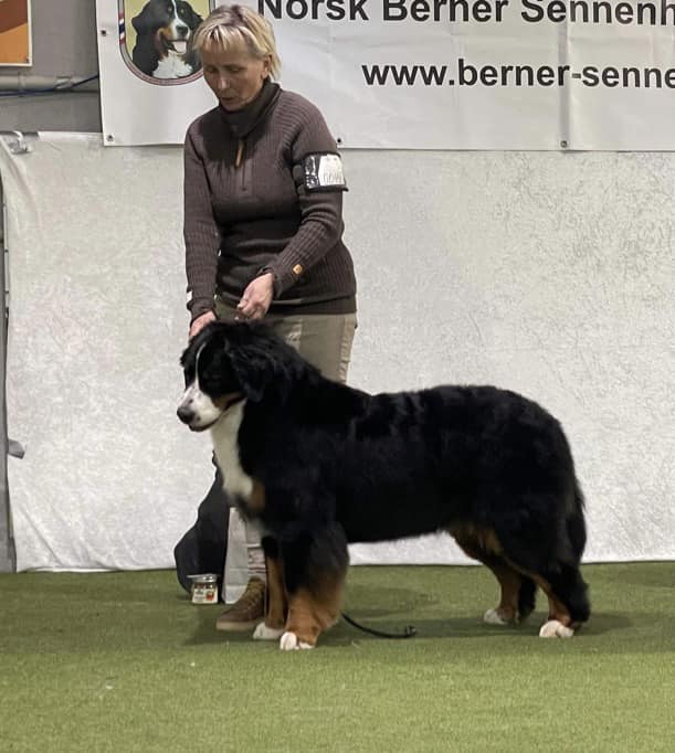 Kan være et bilde av 1 person, hund og tekst