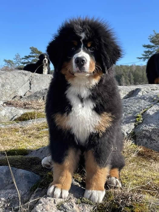 Kan være et bilde av hund og utendørs