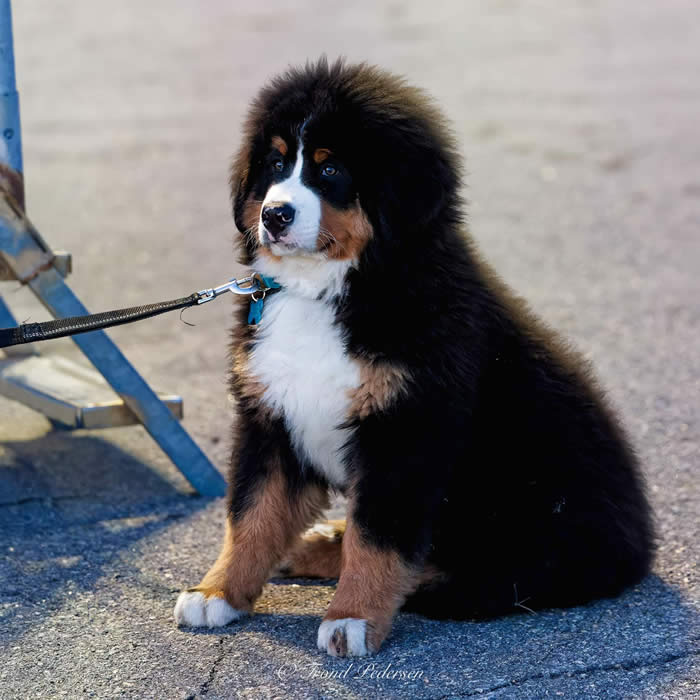 Kan være et bilde av hund og utendørs