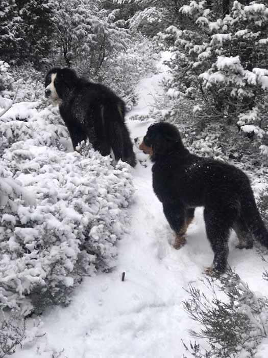 Kan være et bilde av hund og natur