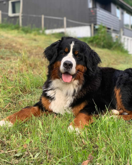 Kan være et bilde av hund