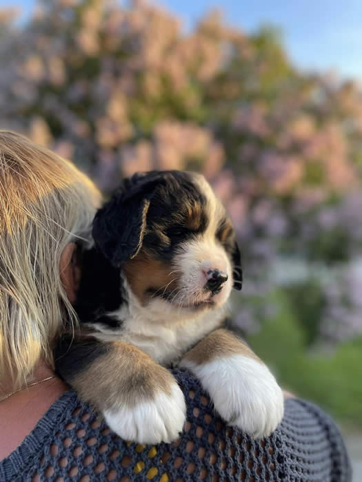 Kan være et bilde av hund