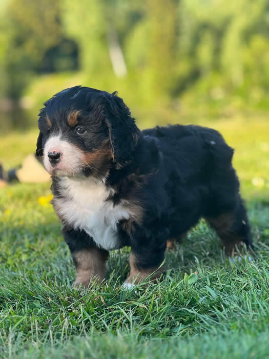 Kan være et bilde av hund