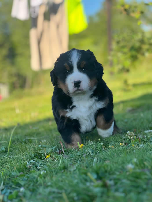 Kan være et bilde av hund