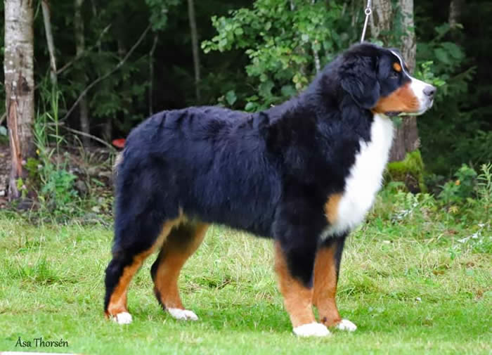 Kan være et bilde av hund