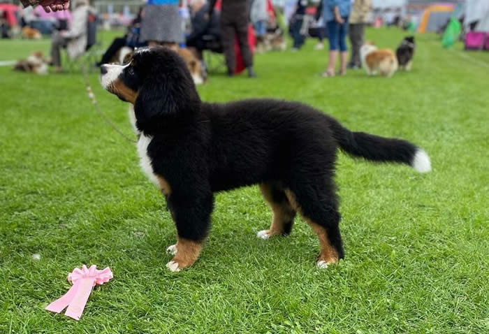 Kan være et bilde av 4 personer og hund