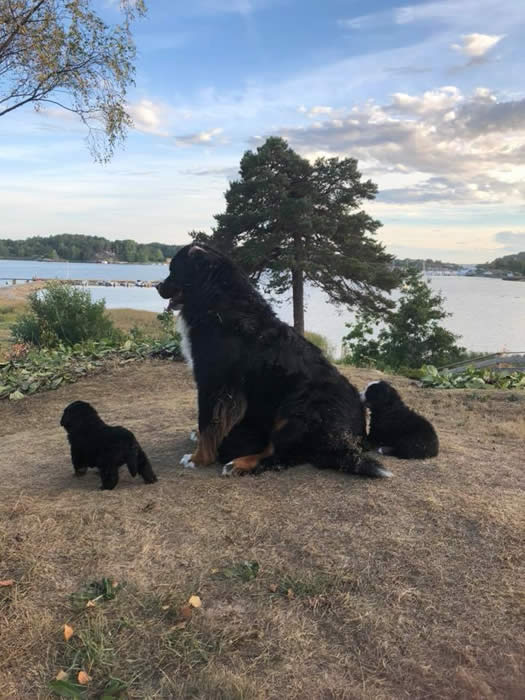 Bildet kan inneholde: tre, himmel, hund, utendørs og natur