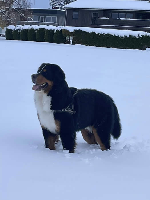 Kan være et bilde av hund