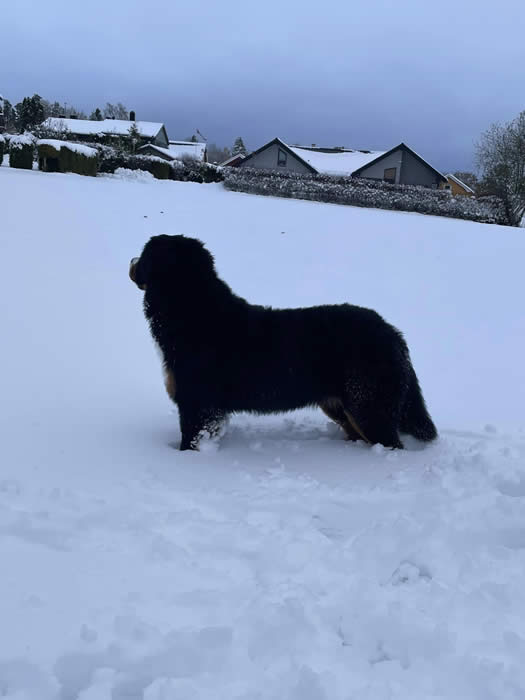 Kan være et bilde av hund