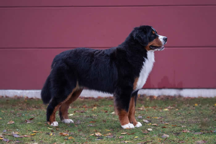 Kan være et bilde av hund