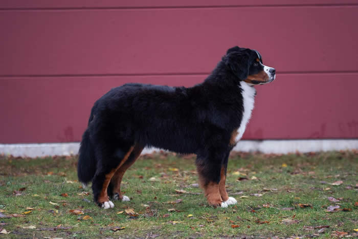 Kan være et bilde av hund