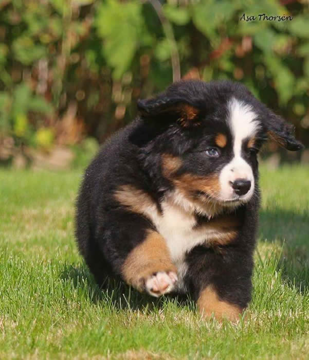 Bildet kan inneholde: hund, gress, utendørs og natur