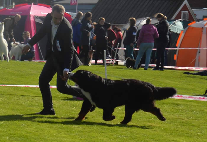 Bildet kan inneholde: en eller flere personer, hund og utendørs