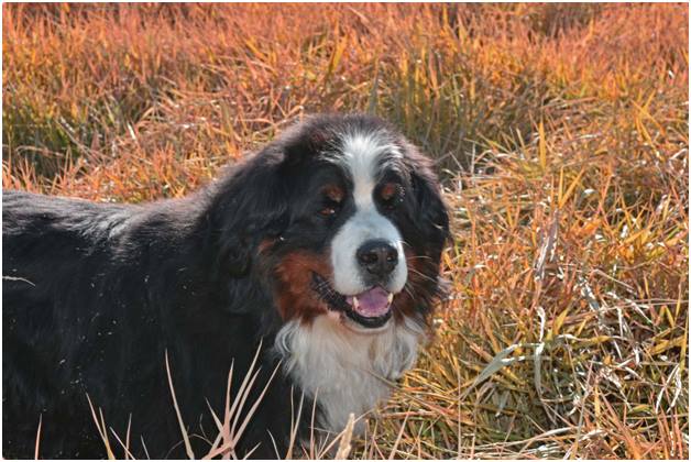 Bildet kan inneholde: hund, utendørs og natur