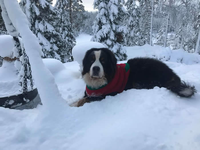 Bildet kan inneholde: hund, utendørs og natur