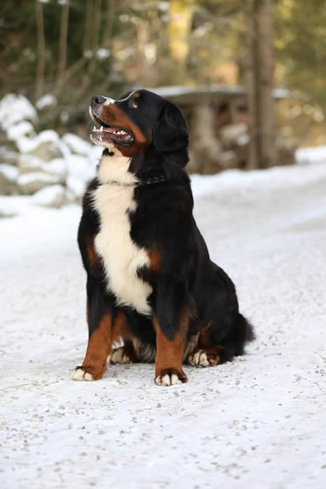 Bildet kan inneholde: hund, utendørs og natur