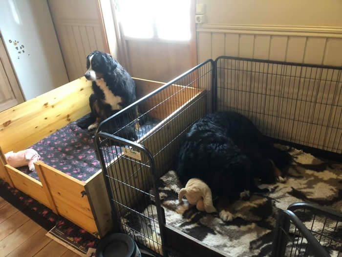 Bildet kan inneholde: hund