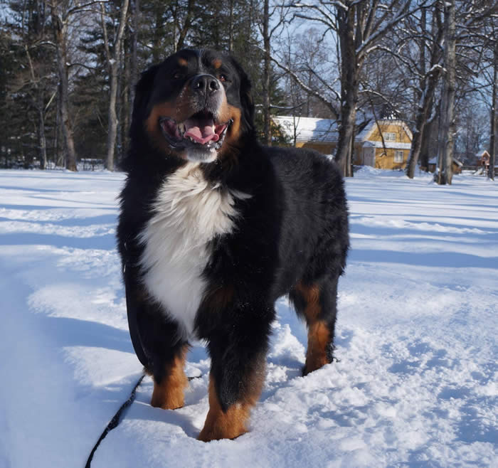Bildet kan inneholde: tre, snø, hund, himmel, utendørs og natur