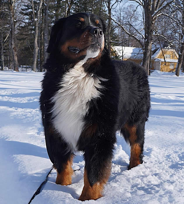 Bildet kan inneholde: snø, tre, hund, utendørs og natur