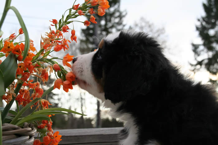 Bildet kan inneholde: plante, hund, utendørs og natur