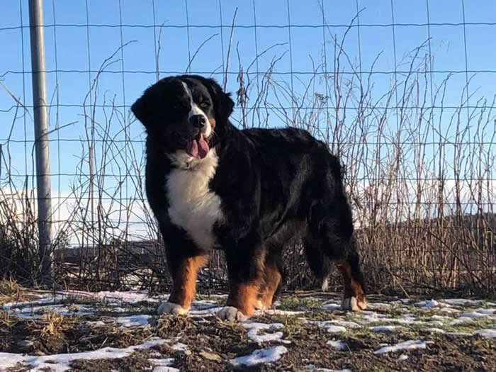 Bildet kan inneholde: hund, himmel, utendørs og natur