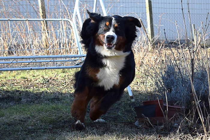 Bildet kan inneholde: hund, gress, utendørs og natur