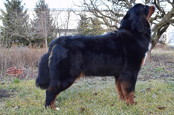 Bildet kan inneholde: tre, hund, himmel, utendørs og natur