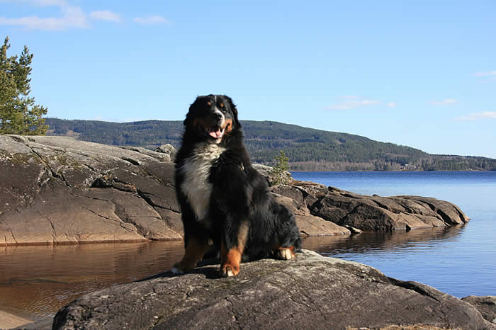 Bildet kan inneholde: hund, himmel, hav, utendørs, vann og natur