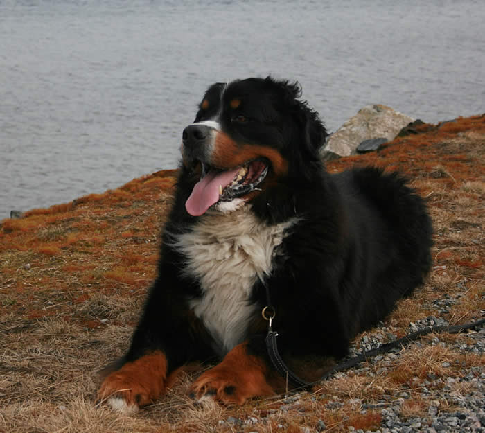 Bildet kan inneholde: hund, utendørs, natur og vann